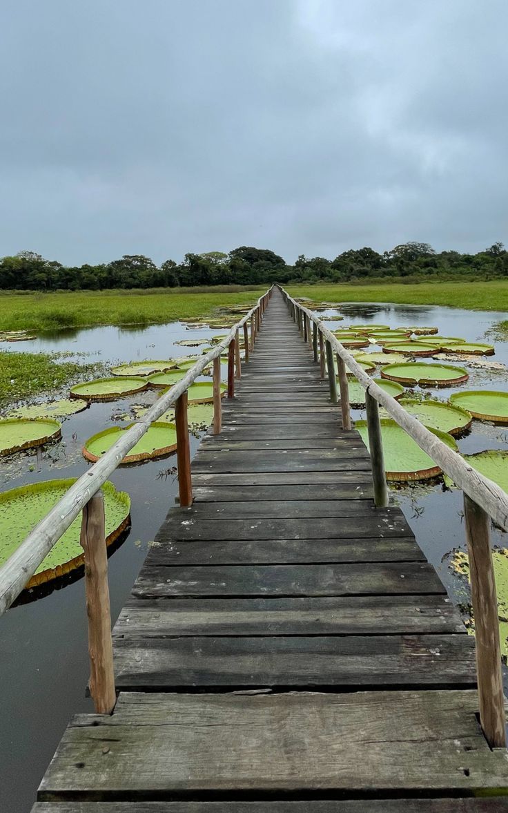 20 Photos to Inspire You to Visit The Pantanal • The Real Bonne Vivante